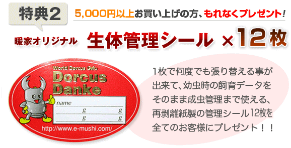 新春　クワガタ　カブトムシ特売　福袋セール　プレゼント3