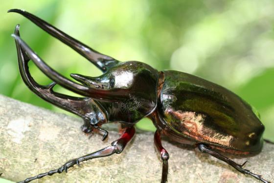 コーカサスオオカブト アトラスオオカブト ドルクスダンケ