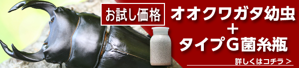 特別特価でご奉仕中！