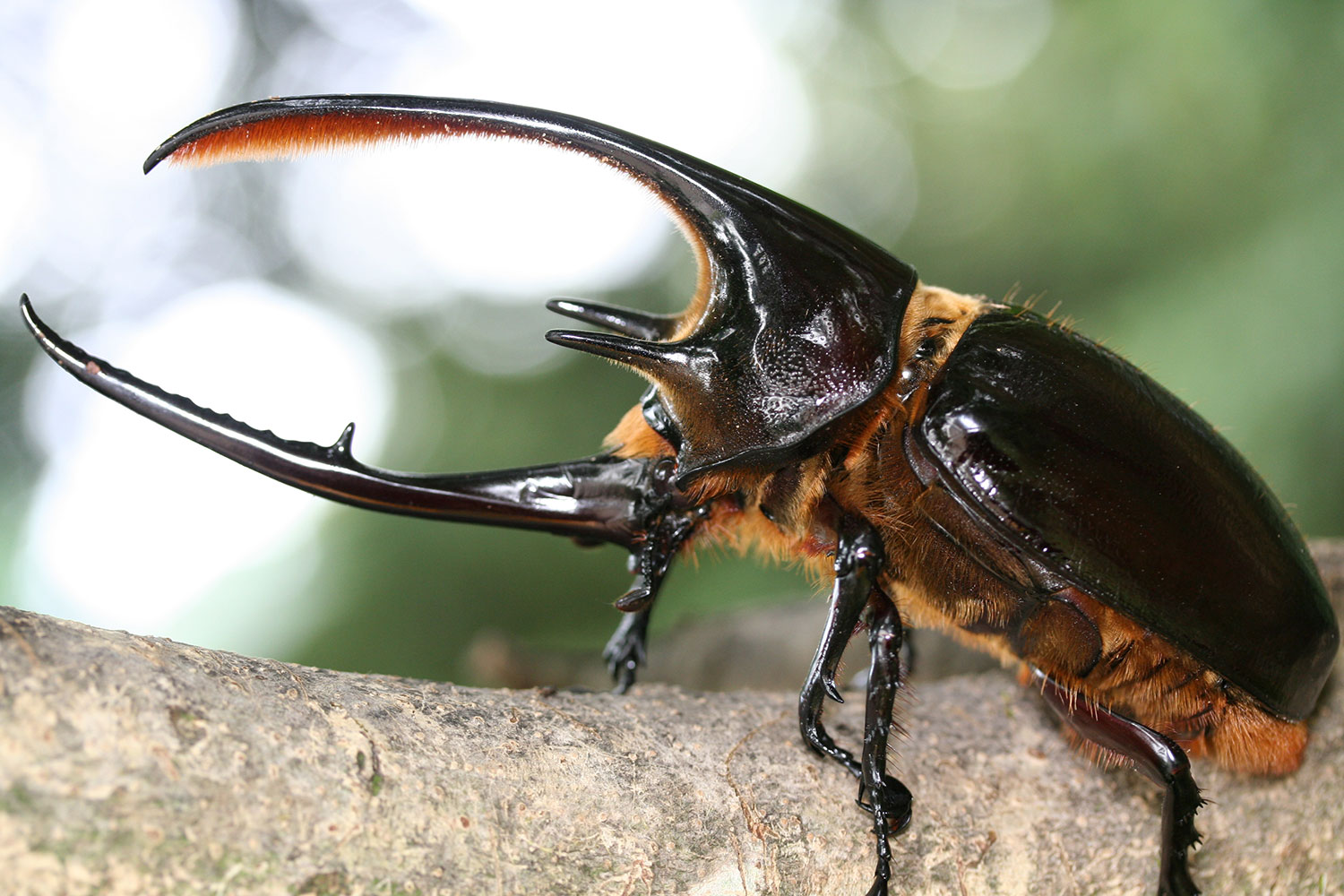 カブトボーグ ネプチューンオオカブト