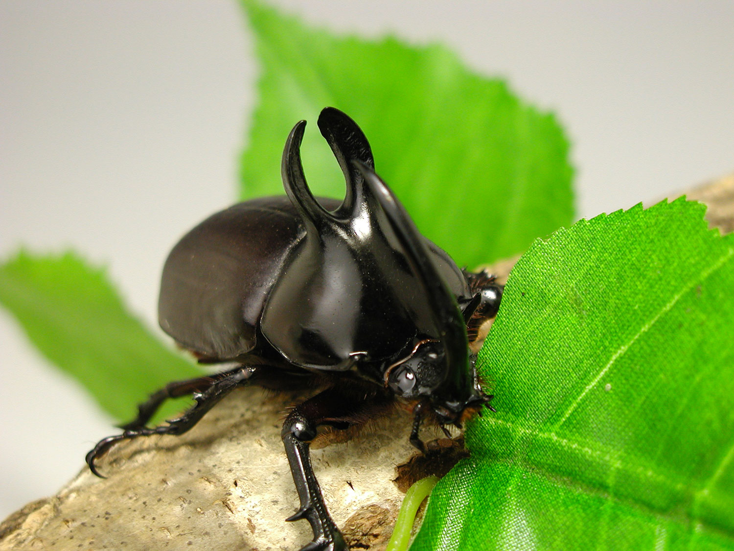 □昆虫標本 サソリ キモンツヤクワガタ ゴホンツノカブトムシ(メス オス) ヒメカブトムシ カブトムシ オオサマダイコクコガネ