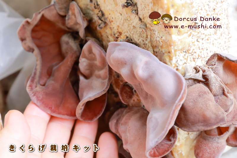 きくらげ栽培キット