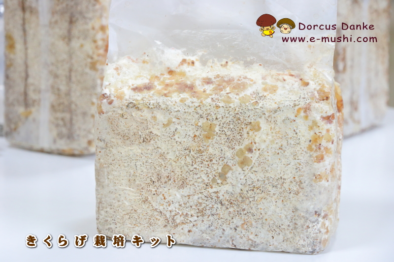 きくらげ栽培キット