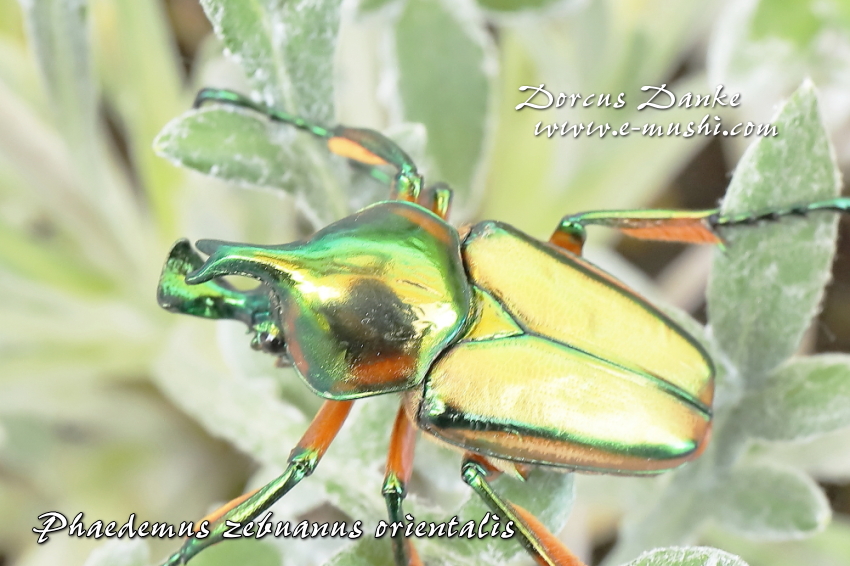 セブヒメカブトハナムグリ オリエンタリス ドルクスダンケ