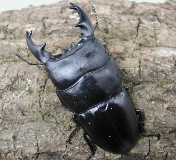 クワガタ、カブト バトル用土俵 【公式通販】