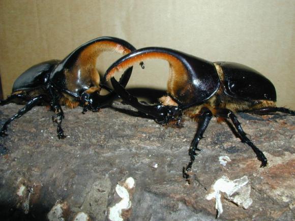 楽天市場】SB【BEETLE X 座れる 闘え! 昆虫 バトル ふた付 収納