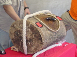 クワガタ相撲大会(クワガタバトル)３