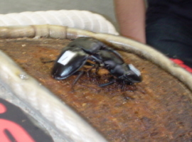 クワガタ相撲大会(クワガタバトル)４