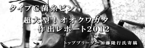 菌糸ビン飼育レポート２０１２