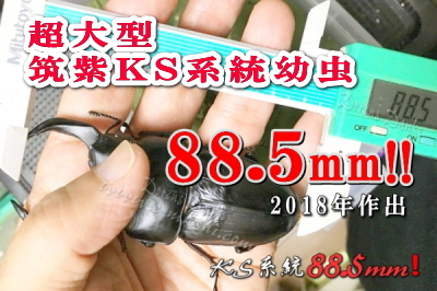 超大型筑紫KS系統オオクワガタ幼虫