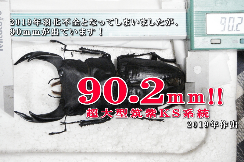 菌糸ビン飼育の国産オオクワ90mm作出レポート