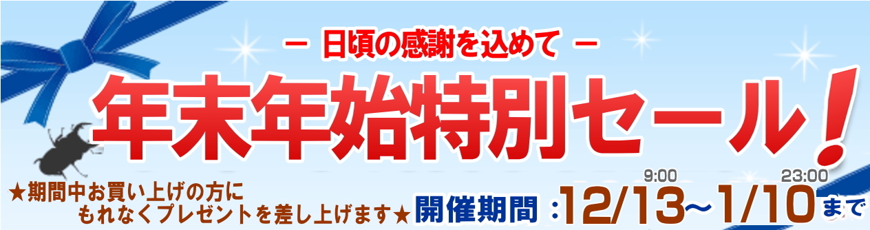 オオクワガタ クワガタ カブトムシ 販売 通販 専門店 ドルクスダンケグループ総本店