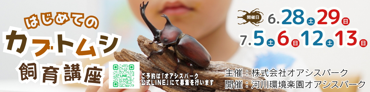 はじめてのカブトムシ飼育講座