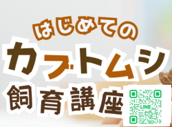 はじめてのカブトムシ飼育講座