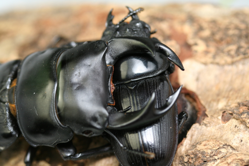 国産オオクワガタ♂♀ペア２頭セット