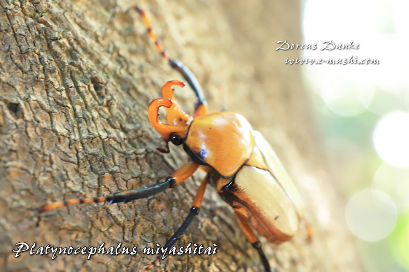 ミヤシタウスイロ(ツノ)カナブン