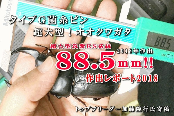 タイプＧ菌糸ビン 加藤氏オオクワガタ作出レポート2018_イメージ