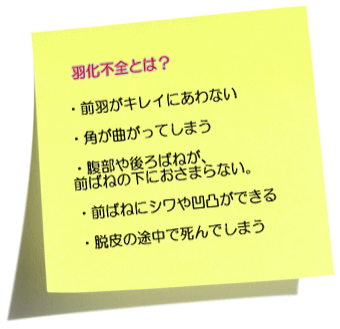 羽化不全とは？・前羽がキレイにあわない・角が曲がってしまう・腹部や後ろばねが、前ばねの下におさまらない。・脱皮の途中で死んでしまう