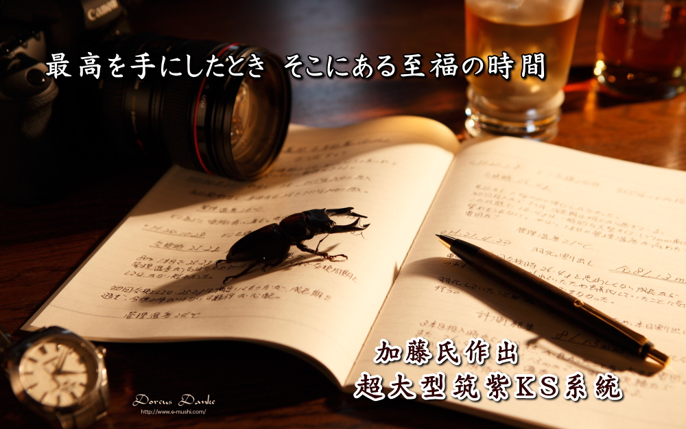 超大型筑紫KS系統オオクワガタ成虫