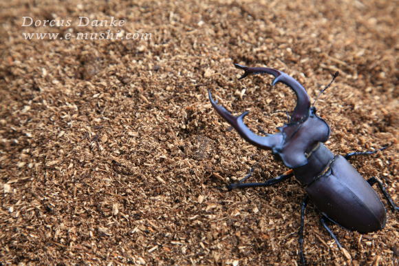 成虫用埋め込みマット クワガタ又はカブトの成虫用通常飼育時昆虫マット